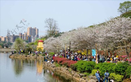 湖南省植物园樱花湖畔