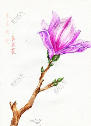 彩铅笔手绘花朵玉兰花