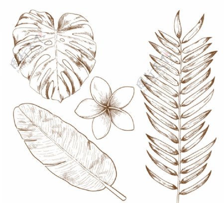 4款手绘热带植物矢量素材