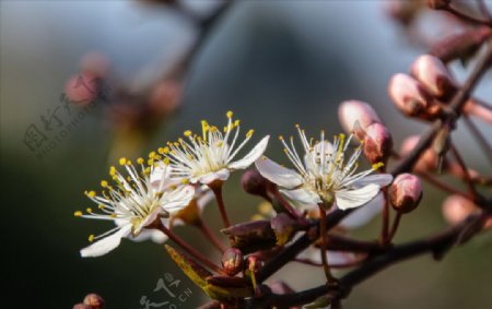 李花朵朵次第开