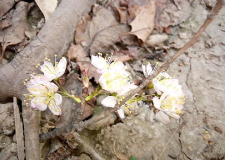 樱桃花樱花