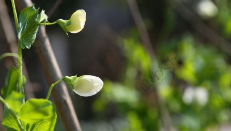 豆角花