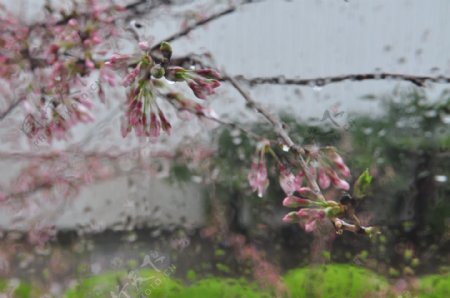 雨中樱花