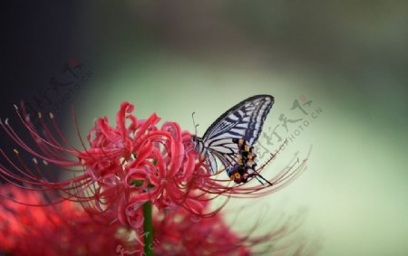 凤尾蝶和彼岸花
