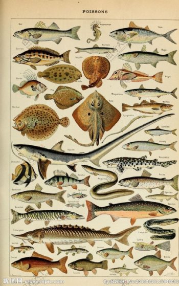 海洋动物素材图