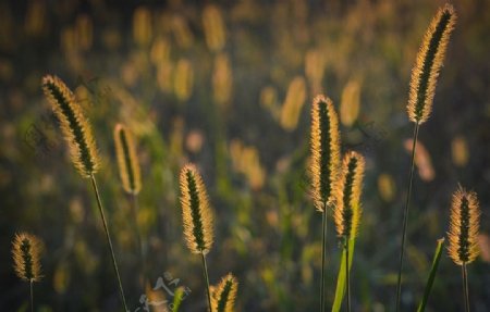 狗尾巴草