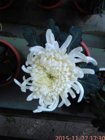 白菊花