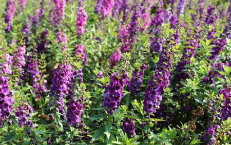 紫色薰衣草植物