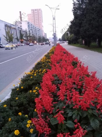 北京红花