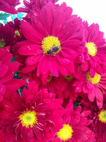 花与蜜蜂的相遇