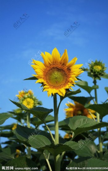太阳花