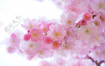 美丽的日本樱花