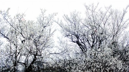 樱花树丛