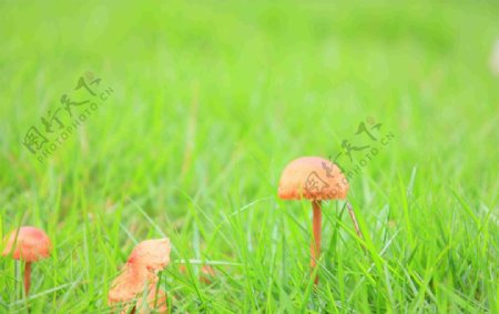 草地上的小蘑菇