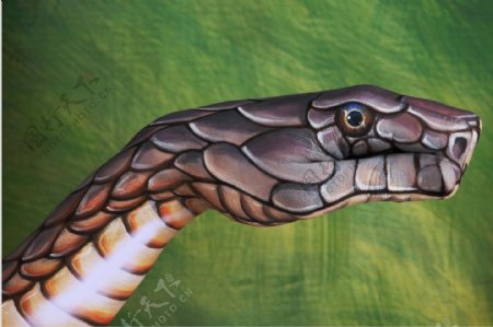 人体彩绘正在哺食的蛇