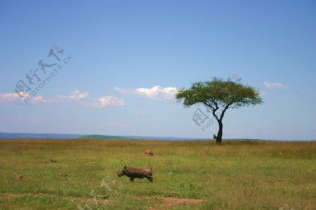 非洲马赛马拉国家公园