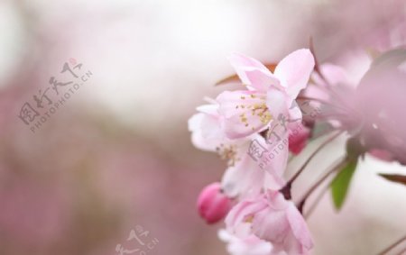 粉色海棠花