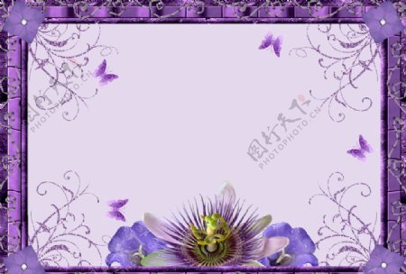 紫色花卉蝴蝶照片模版