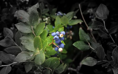 蓝莓水果拍摄