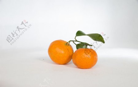 农产品砂糖橘
