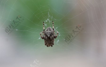 高清网中的蜘蛛