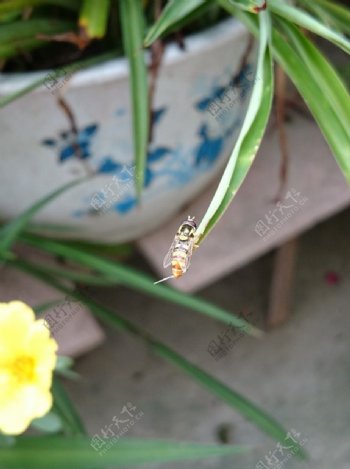 食蚜蝇