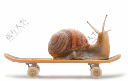 最快的蜗牛