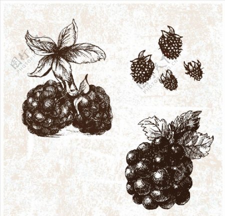 手绘黑莓树莓