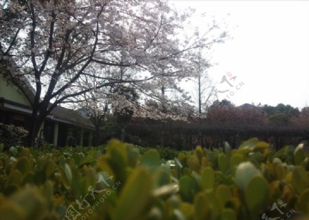 滨江绿地的春色