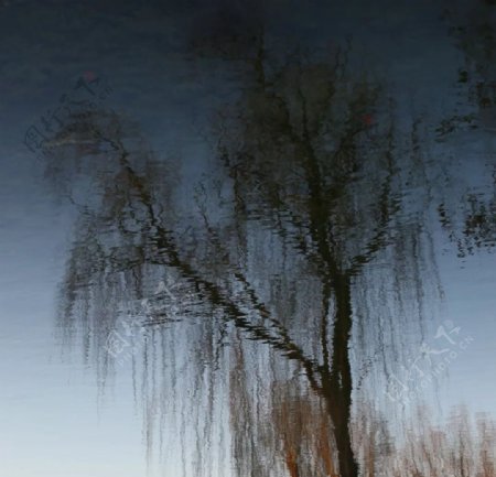 油画般的树影