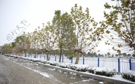 雪中路边树木