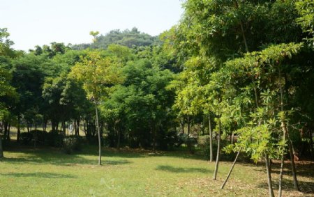 竹林树林