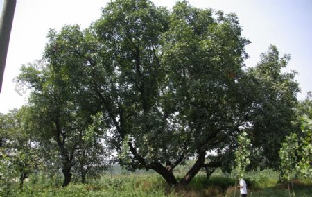 百年老核桃树