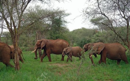 森林大象群