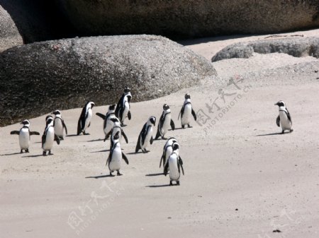 沙滩上玩耍的企鹅