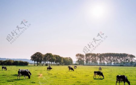 草地上的牛