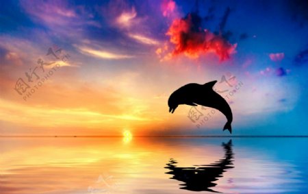夕阳海豚