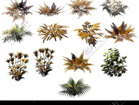 高清厥类植物分层图