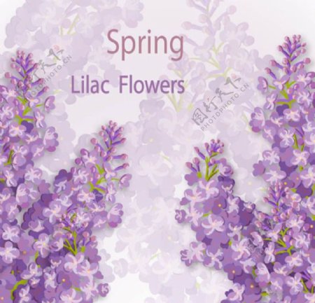 春季紫色花卉插图