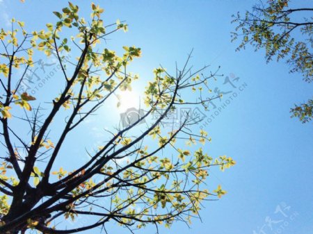 自然天空晴朗的天气阳光树木春天树叶蓝色的天空清新生活美丽自然壁纸