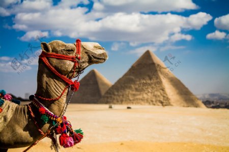 骆驼与金字塔图片