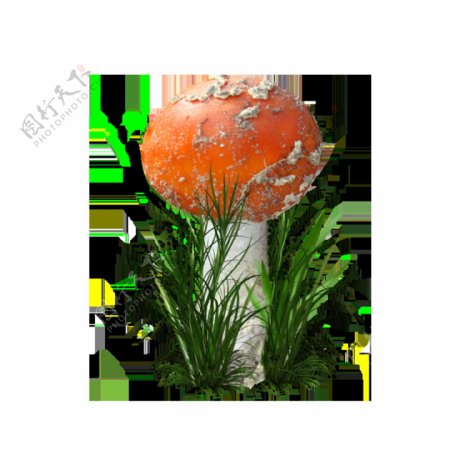 蘑菇png透明元素