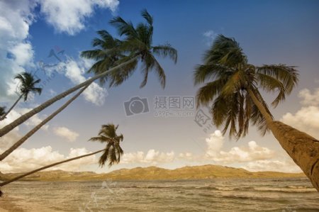 白天在海海岸椰子树