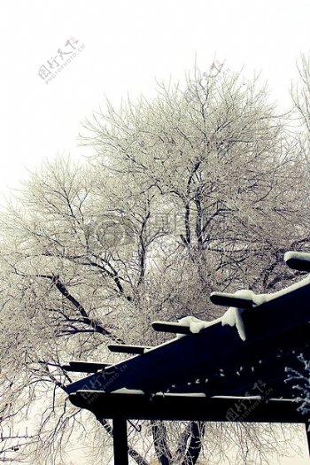 雪冬天冰树霜冬天树
