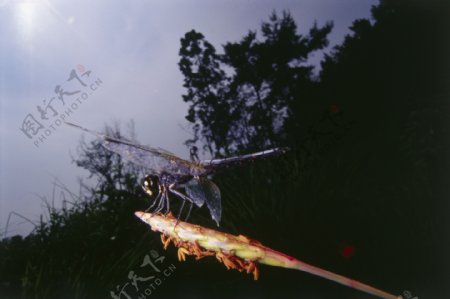 花朵上的蜻蜓图片