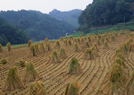 收割的稻田图片