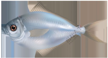 手绘蓝色鱼类图片免抠png透明图层素材