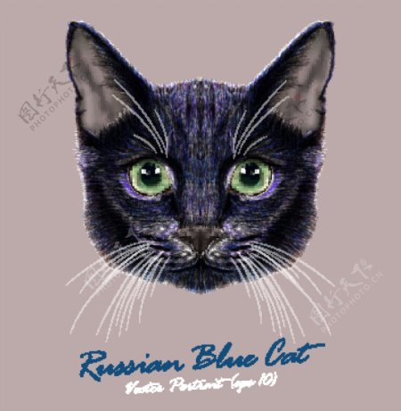 蓝色猫咪宠物猫头像品种矢量