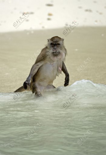 水里的猴子图片