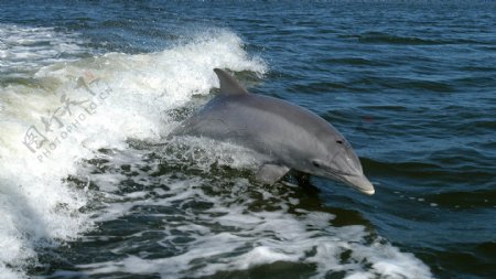 海水海豚